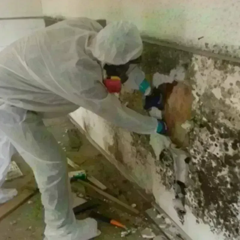 Mold Remediation and Removal in Central Point, OR